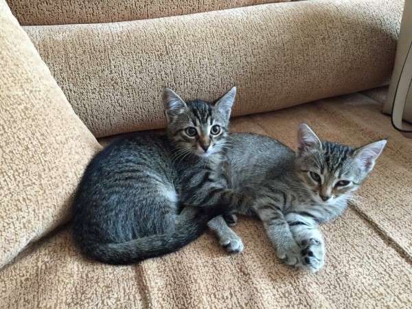 Котята ищут дом!!! Котята ищут дом!!!