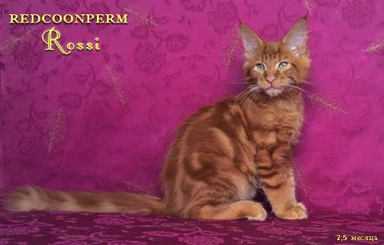 Котята мейн кун. Шоу класс. Котята мейн кун. Шоу класс.