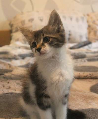 Котята Котята