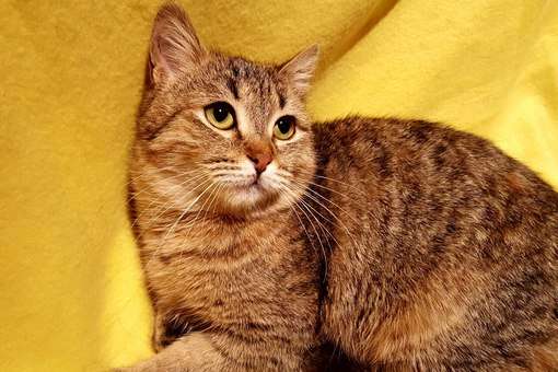 Ласковую серо-рыжую кошечку 10 месяцев в дар Ласковую серо-рыжую кошечку 10 месяцев в дар