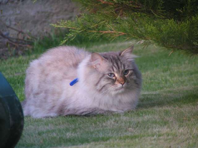 Сибирский Невский Маскарадный котик приглашаем кошечек на вязку
