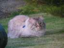 Сибирский Невский Маскарадный котик приглашаем кошечек на вязку