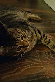 Котенок 7 месяцев Котенок 7 месяцев