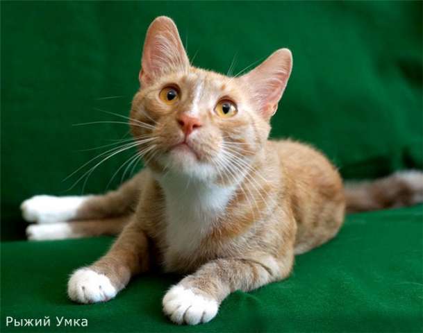 Симпатичный рыжий котик Умка в дар Симпатичный рыжий котик Умка в дар