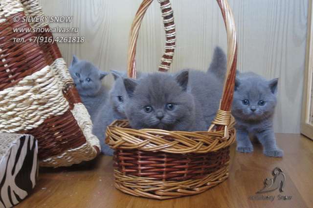 Питомник британских кошек Silvery Snow предлагает Питомник британских кошек Silvery Snow предлагает