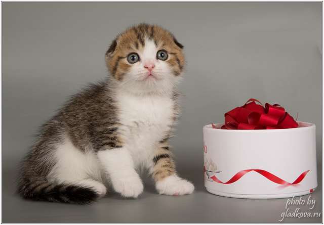 Классные шотландские котята Классные шотландские котята