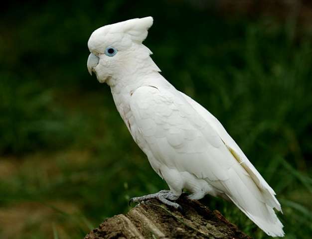  Соломонский какаду (Cacatua ducorpsii) ручные птенцы из питомника 