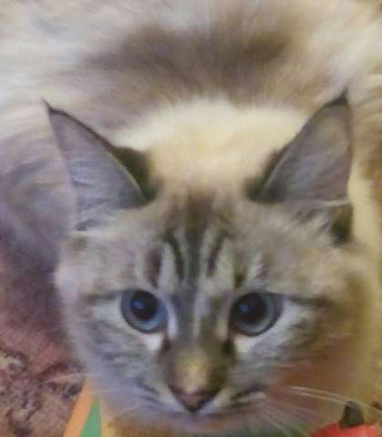 Тайская кошка ищет кота Тайская кошка ищет кота