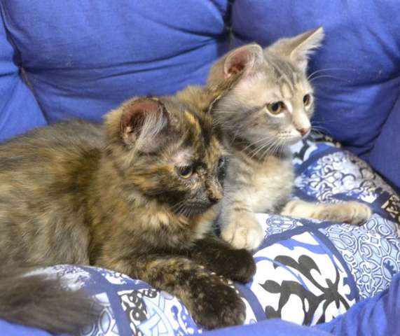 Котята ищут дом! Котята ищут дом!
