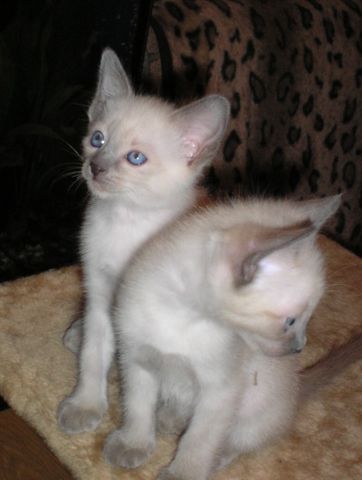 Сиамские котята Сиамские котята