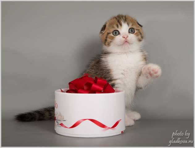 Самые ласковые шотландские котята Самые ласковые шотландские котята