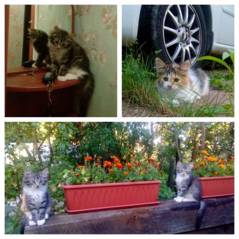 Отдам котят в добрые руки! Отдам котят в добрые руки!