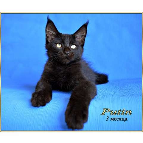 Maine Coon kittens Maine Coon kittens