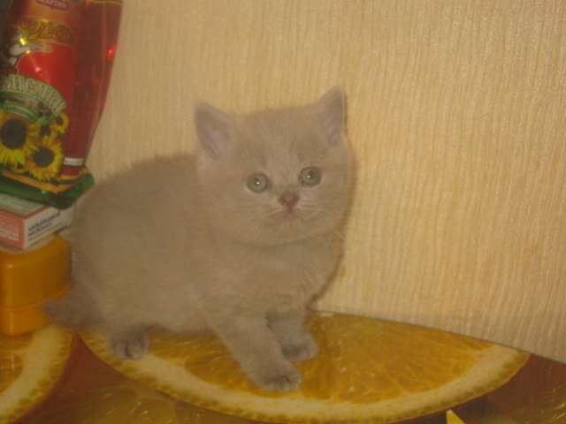 Клубные котята питомника "sweettoy" Клубные котята питомника "sweettoy"