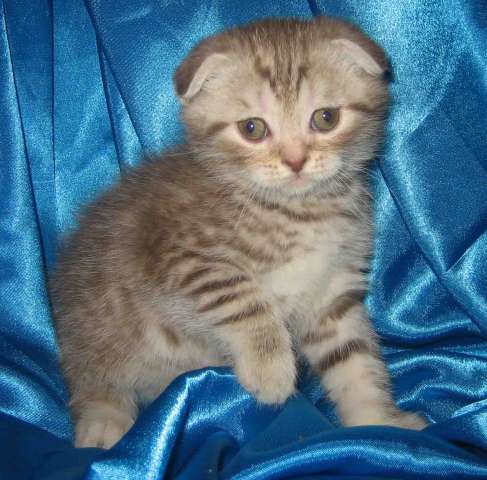 Шикарные КОТЯТА мальчики Шикарные КОТЯТА мальчики