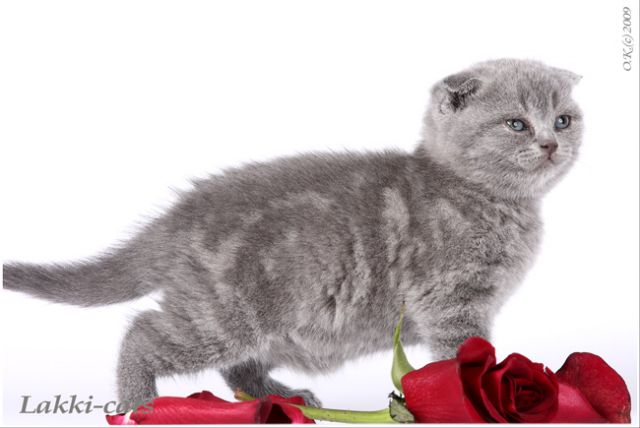 Шотландские котята Шотландские котята