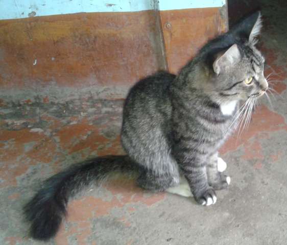 Кот ищет дом Кот ищет дом