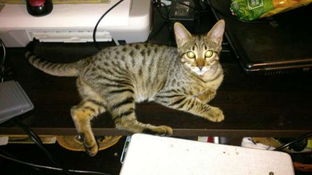 котята Саванна F5 котята Саванна F5