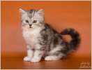 Очаровательные котята шотландской породы из питомника