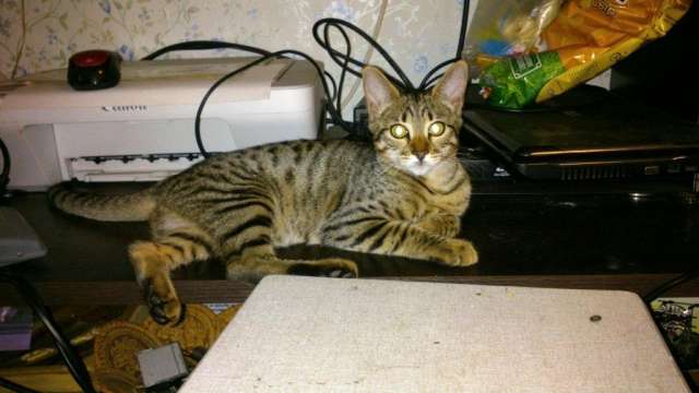 котята Саванна F5 котята Саванна F5