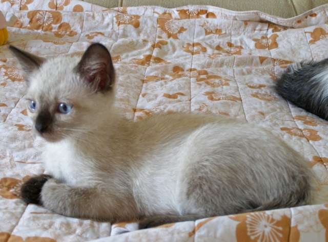 Сиамская кошечка 2 мес.- в хорошие руки. Сиамская кошечка 2 мес.- в хорошие руки.