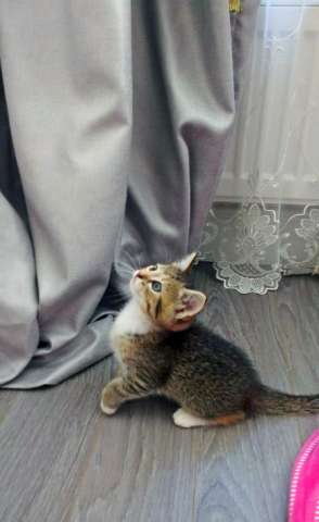 Котенок в дар. Девочка Котенок в дар. Девочка