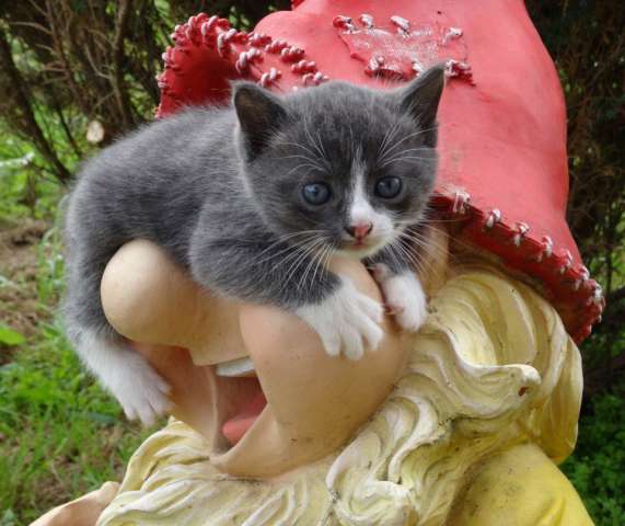 Милые котята ищут дом! Милые котята ищут дом!