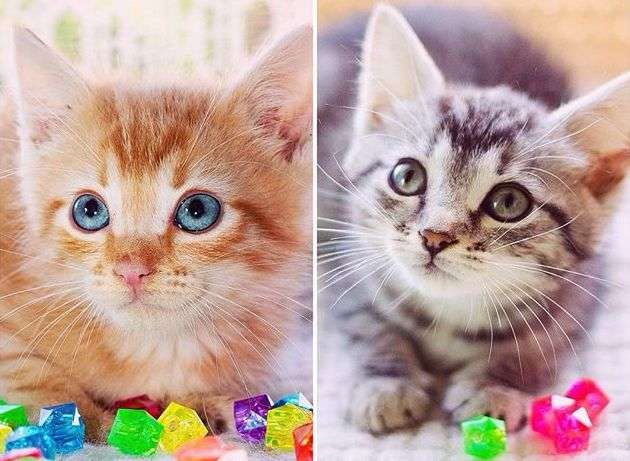 Рыжий Томми и серая Мышка. Котята, 2 мес, в дар.