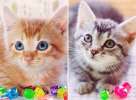 Рыжий Томми и серая Мышка. Котята, 2 мес, в дар.