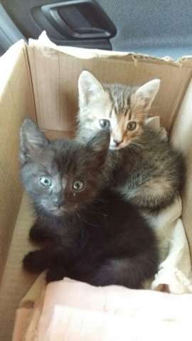 Мимимишные котятки, найденыши, девочки. Мимимишные котятки, найденыши, девочки.