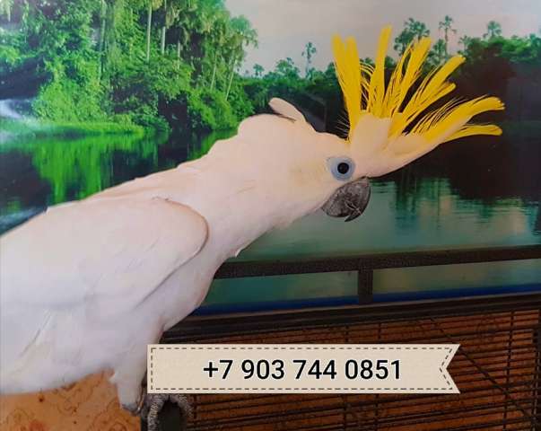 Большой желтохохлый какаду (Cacatua galerita triton) - ручные птенцы из питомника