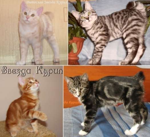 Короткошерстные котята Курильского бобтейла Короткошерстные котята Курильского бобтейла