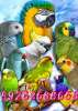 Приму в дар средних попугаев - в семью любящих птиц. 89262688658