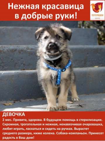 Трогательная малышка метис терьера ищет дом
