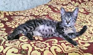 Котёнок Герман ищет любящую семью. Котёнок Герман ищет любящую семью.