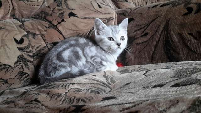 Крупные Британские котята Крупные Британские котята