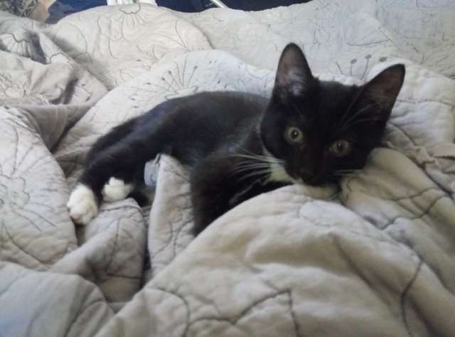 Котёнок девочка Кроша в любящие руки! Котёнок девочка Кроша в любящие руки!