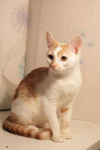 Замечательным котятам так нужен дом, тепло и забота, которые подарит любящий хозяин Замечательным котятам так нужен дом, тепло и забота, которые подарит любящий хозяин