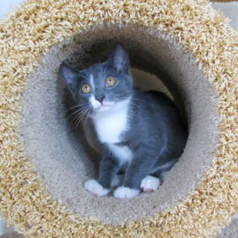 Котомальчик Тиша-метис русской голубой, 3,5 мес., релакс на дому. Котомальчик Тиша-метис русской голубой, 3,5 мес., релакс на дому.
