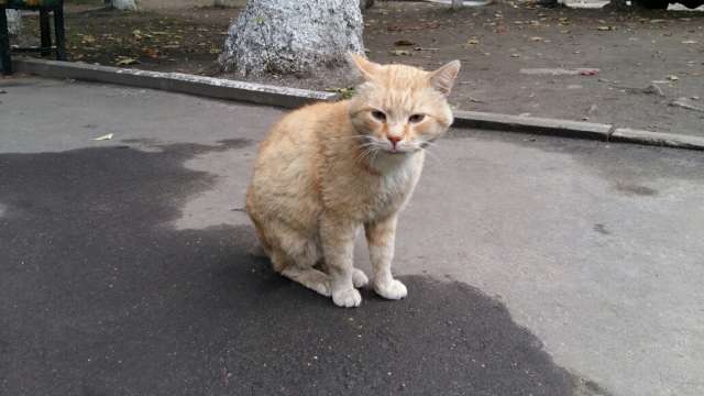 отдается в добрые руки кот Рыжик отдается в добрые руки кот Рыжик