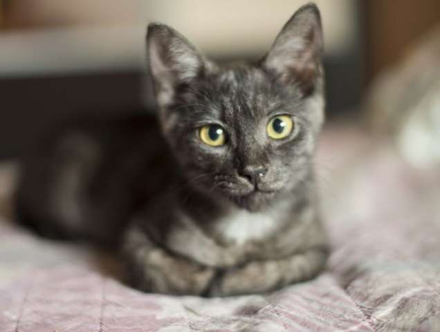 Очень красивый котенок окраса черный дым, в дар. Очень красивый котенок окраса черный дым, в дар.