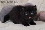 Чёрные и шоколадные  британские котята 