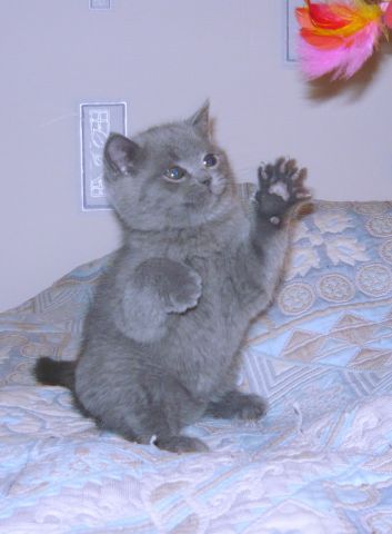 Британские котята Британские котята