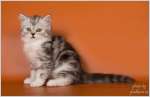 Чудесные котята шотландской породы