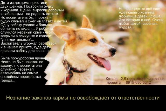 Ждём достойного хозяина Ждём достойного хозяина