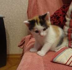 Симпатяжка котенок ищет хозяина Симпатяжка котенок ищет хозяина