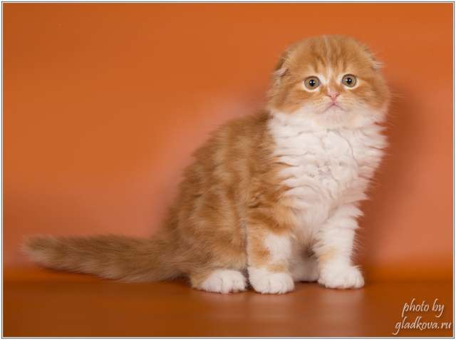 Чудесные котята шотландской породы Чудесные котята шотландской породы