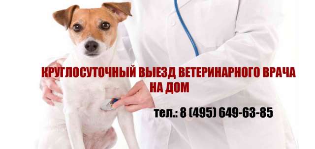 Круглосуточный ветеринар на дом в Москве и МО Круглосуточный ветеринар на дом в Москве и МО