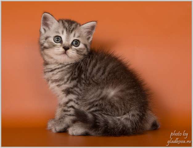 Роскошные шотландские котята из питомника Роскошные шотландские котята из питомника