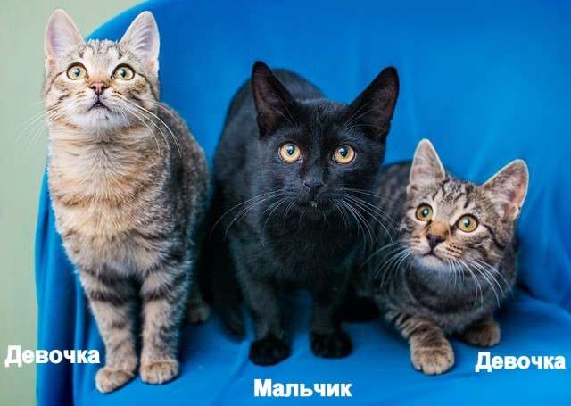 Котята, мальчики и девочки, бесплатно, в добрые руки. Котята, мальчики и девочки, бесплатно, в добрые руки.